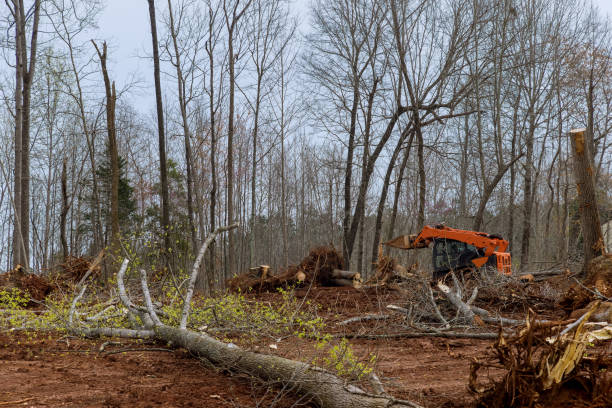 How Our Tree Care Process Works  in  Brookfield, MO