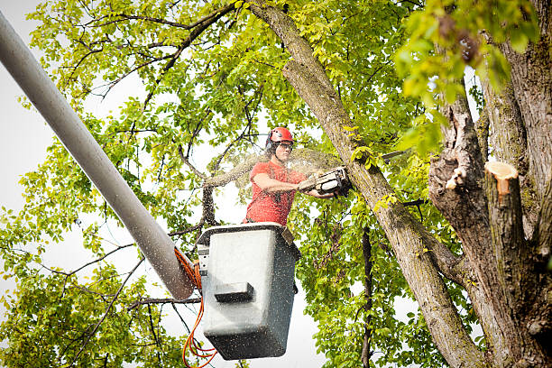 Best Tree Health Inspection  in Brookfield, MO